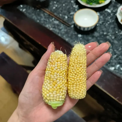 Pineapple Sweet Corn Seeds