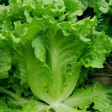 Bolt-Resistant Lettuce Seeds - Verdseeds