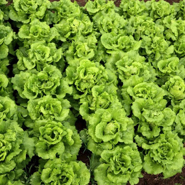Bolt-Resistant Lettuce Seeds - Verdseeds