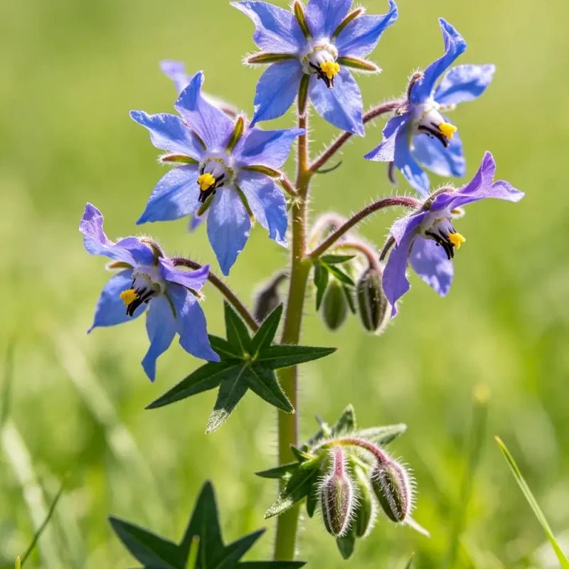 Borage Seeds - Verdseeds