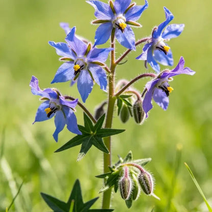 Borage Seeds - Verdseeds