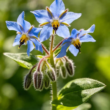 Borage Seeds - Verdseeds