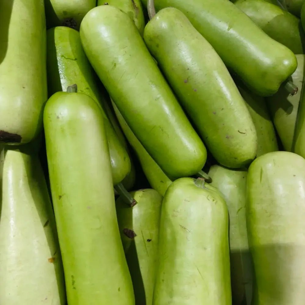 Bottle Gourd Seeds - Verdseeds