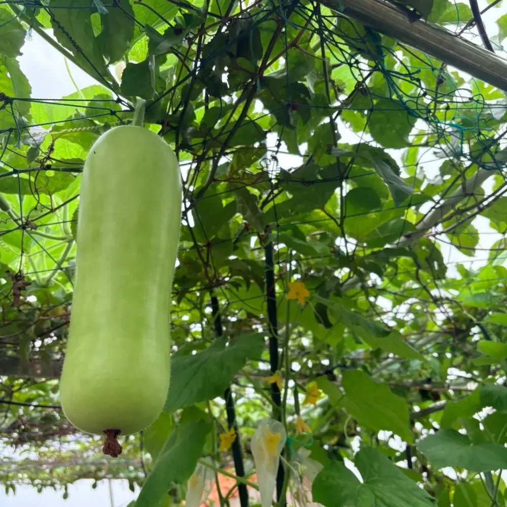 Bottle Gourd Seeds - Verdseeds