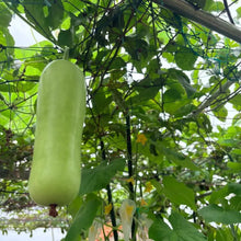 Bottle Gourd Seeds - Verdseeds