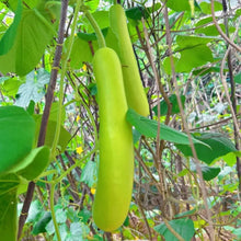 Bottle Gourd Seeds - Verdseeds