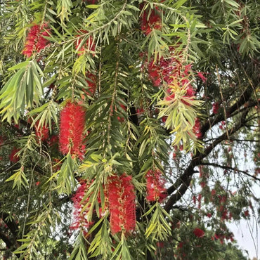 Bottlebrush Seeds - Verdseeds