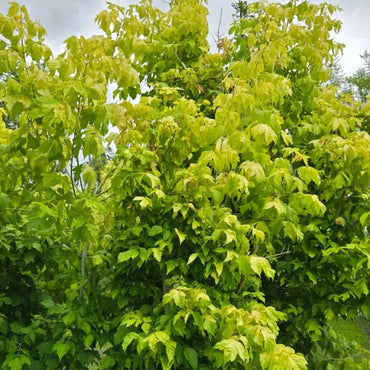 Boxelder Maple Seeds - Verdseeds