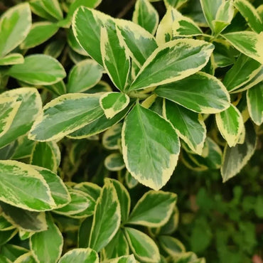 Boxwood Seeds - Verdseeds
