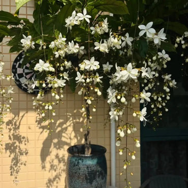 Bridal Veil Jasmine Seeds - Verdseeds