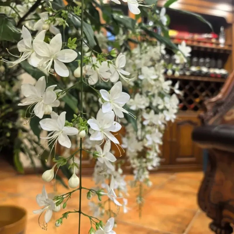 Bridal Veil Jasmine Seeds - Verdseeds