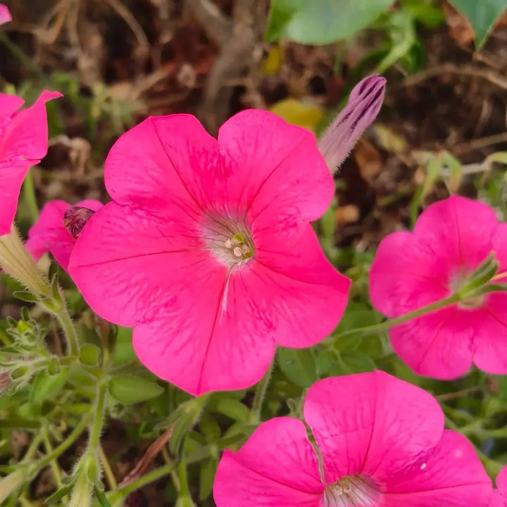Michelle R.