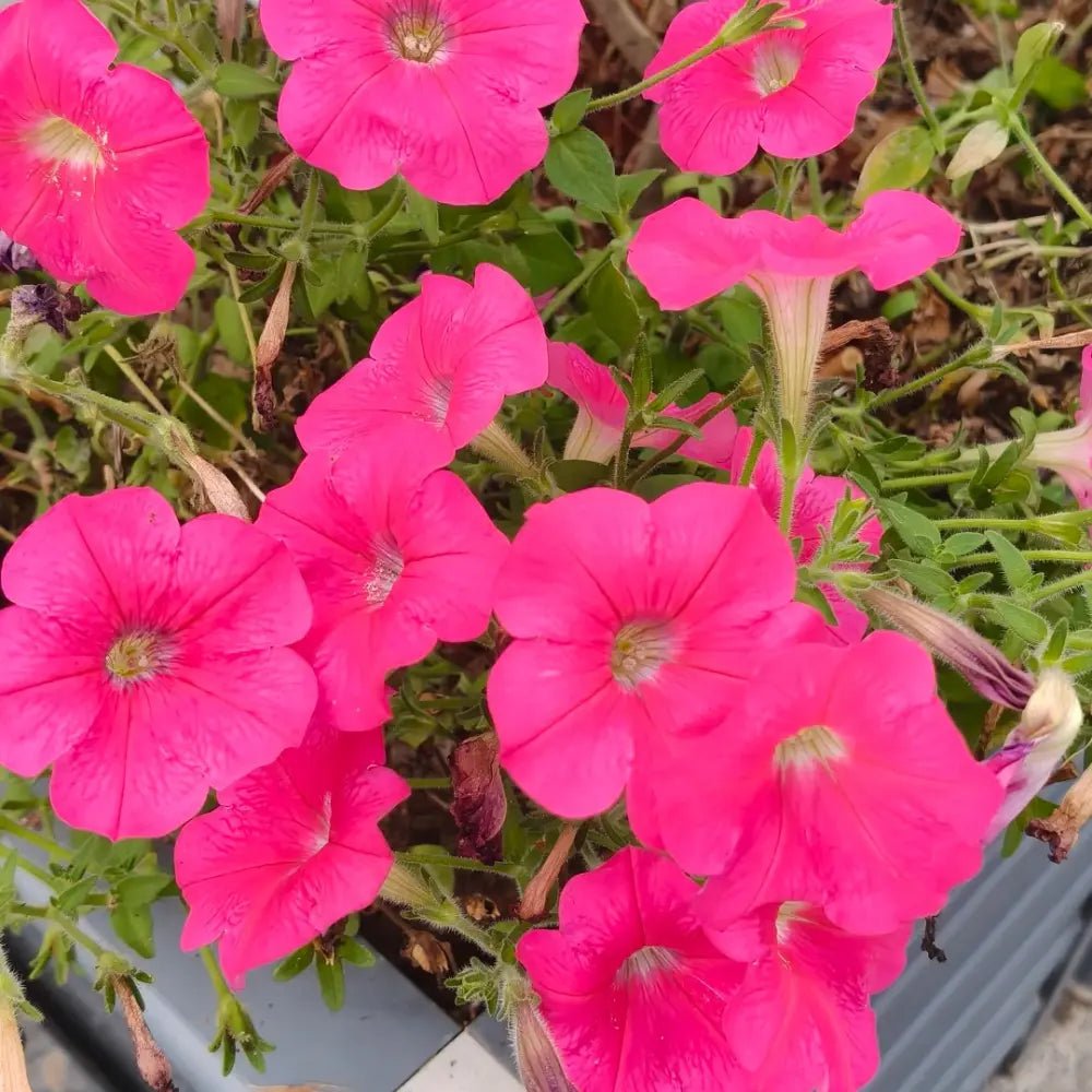 Bright Pink Hybrid Petunia Seeds - Verdseeds