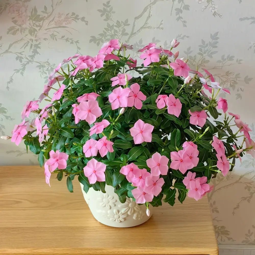 Bright Pink Periwinkle Seeds - Verdseeds