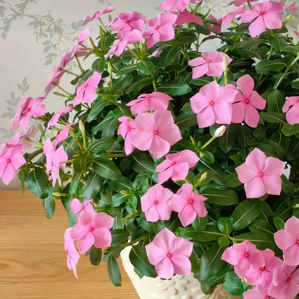 Bright Pink Periwinkle Seeds - Verdseeds