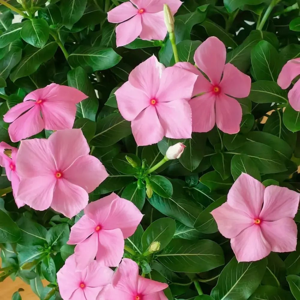 Bright Pink Periwinkle Seeds - Verdseeds