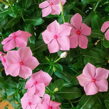 Bright Pink Periwinkle Seeds - Verdseeds