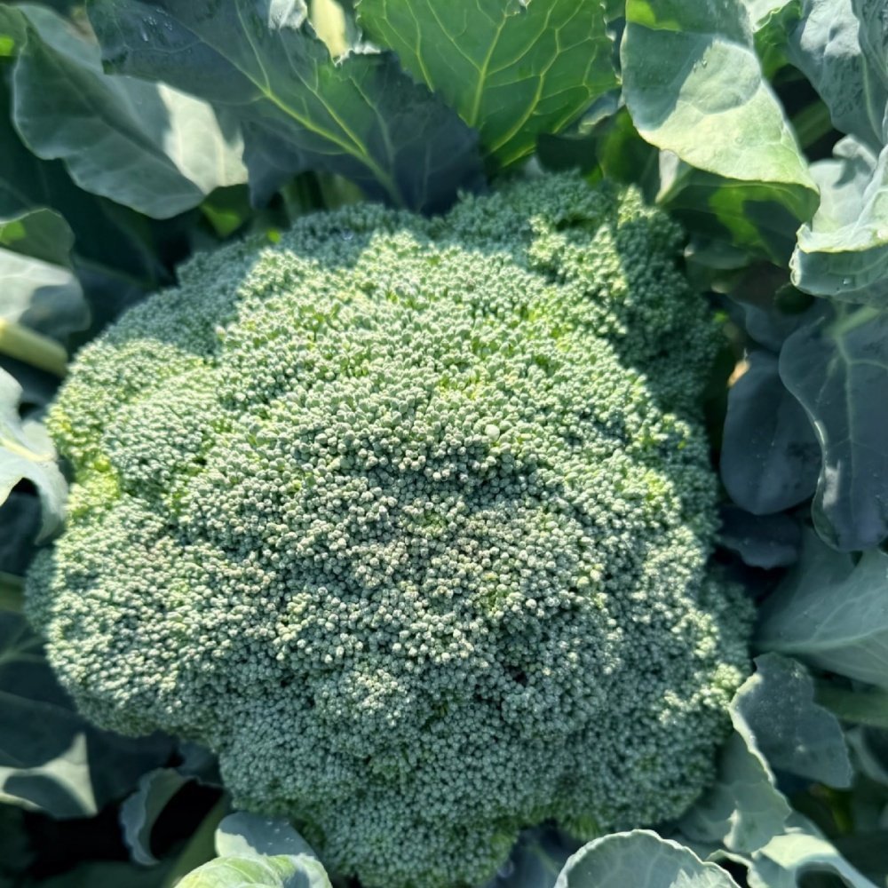 Broccoli Seeds - Verdseeds