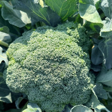 Broccoli Seeds - Verdseeds