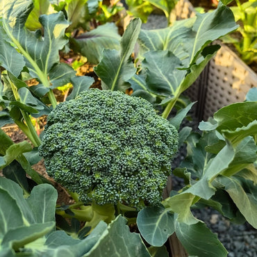Broccoli Seeds - Verdseeds
