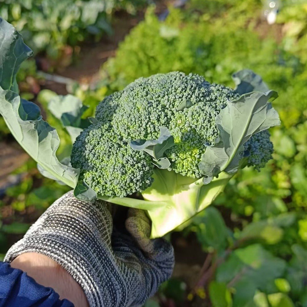 Broccoli Seeds - Verdseeds