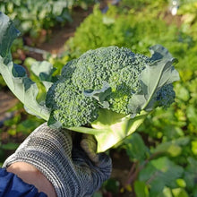 Broccoli Seeds - Verdseeds