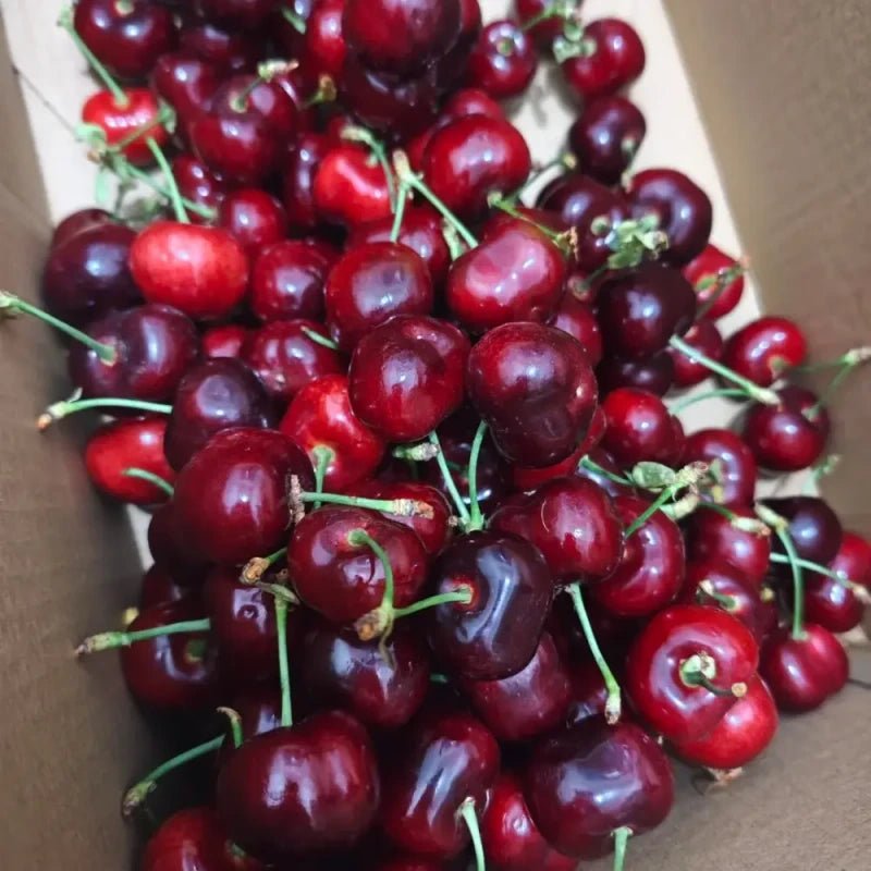 Brooks Sweet Cherry Seeds - Verdseeds