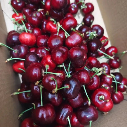 Brooks Sweet Cherry Seeds - Verdseeds