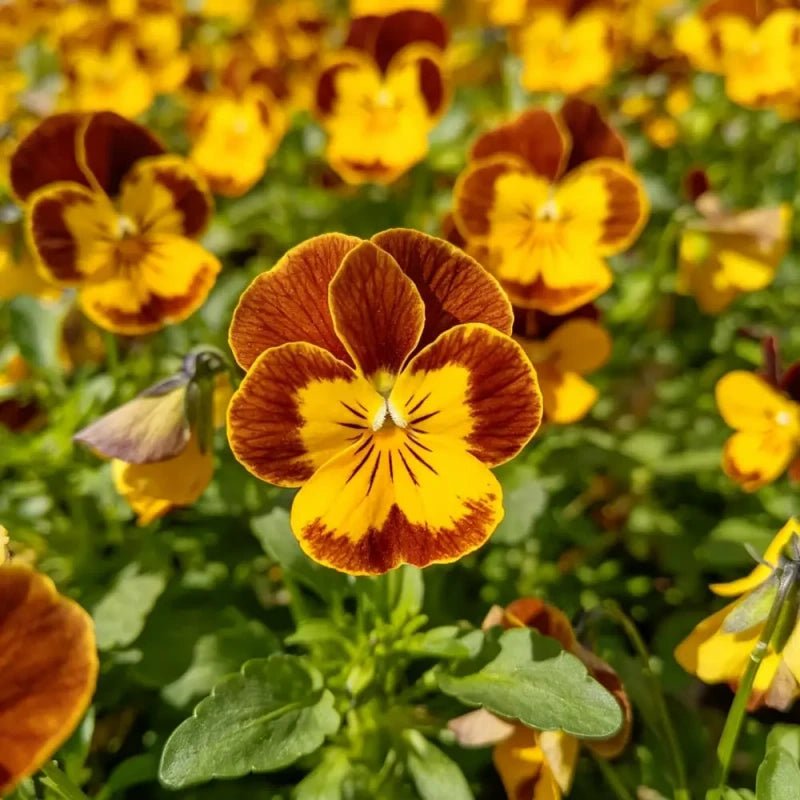 Brown Edged Yellow Core Pansy Seeds - Verdseeds