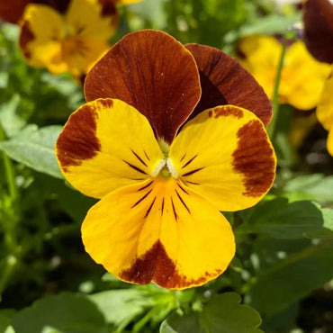 Brown Edged Yellow Core Pansy Seeds - Verdseeds