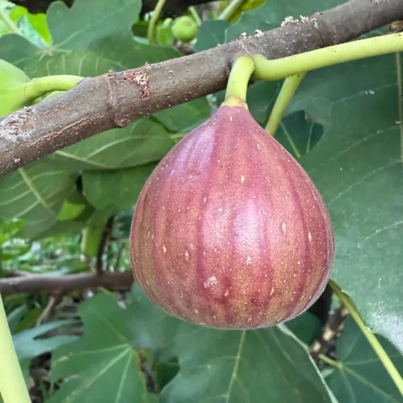 Brown Turkey Fig Seeds - Verdseeds