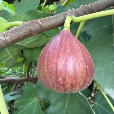 Brown Turkey Fig Seeds - Verdseeds