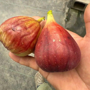 Brown Turkey Fig Seeds - Verdseeds