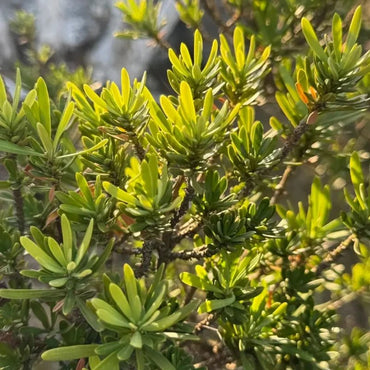 Buddhist Pine Seeds - Verdseeds