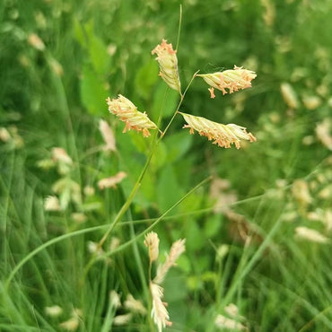 Buffalo Grass Seeds - Verdseeds