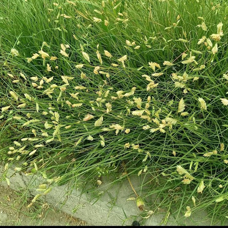 Buffalo Grass Seeds - Verdseeds