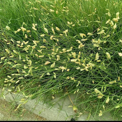 Buffalo Grass Seeds - Verdseeds