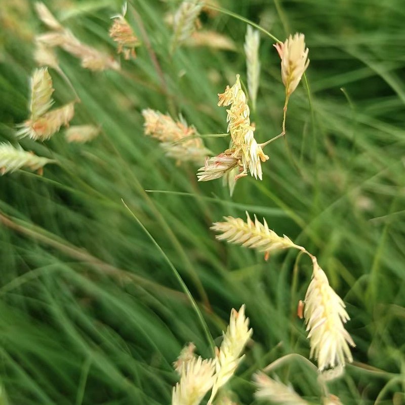 Buffalo Grass Seeds - Verdseeds