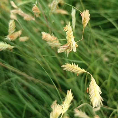 Buffalo Grass Seeds - Verdseeds
