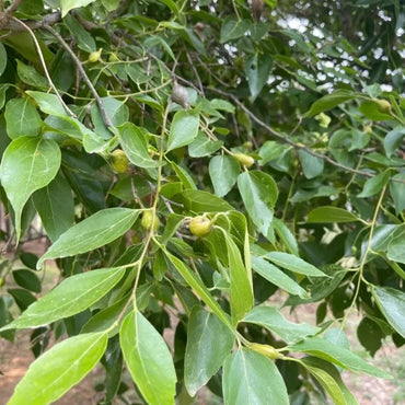 Bunge Hackberry Seeds - Verdseeds