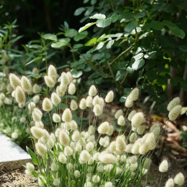 Bunny Tails Grass Seeds - Verdseeds