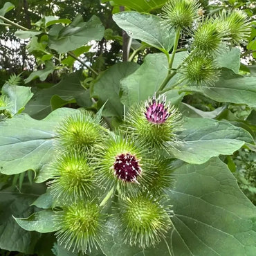 Burdock Seeds - Verdseeds