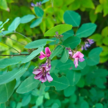 Bush Clover Seeds - Verdseeds