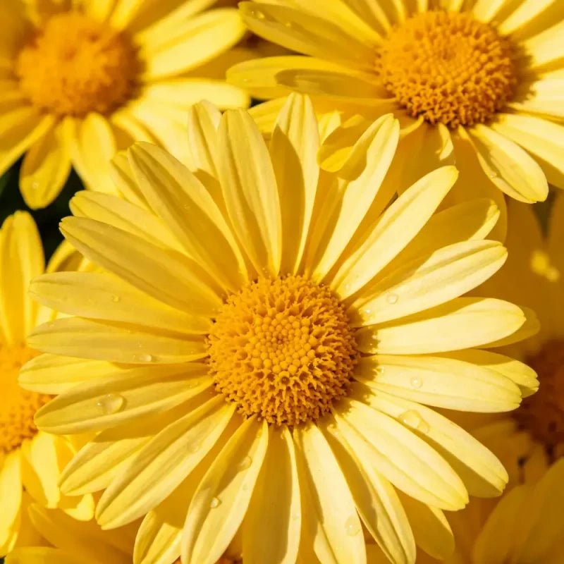 Butter Daisy Seeds - Verdseeds