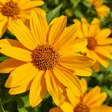 Butter Daisy Seeds - Verdseeds