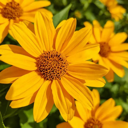 Butter Daisy Seeds - Verdseeds