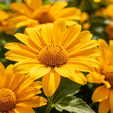 Butter Daisy Seeds - Verdseeds