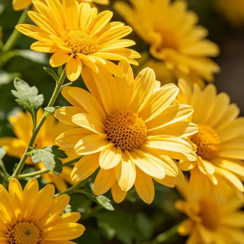 Butter Daisy Seeds - Verdseeds