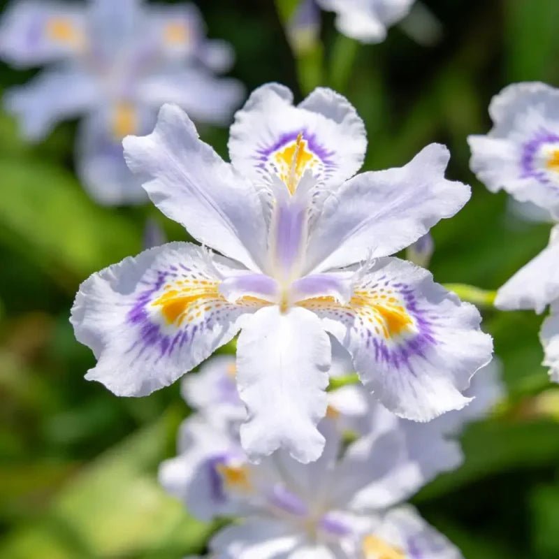 Butterfly Flower Seeds - Verdseeds