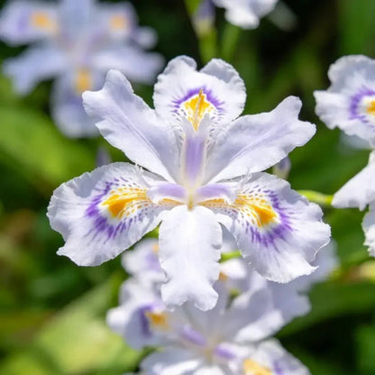 Butterfly Flower Seeds - Verdseeds